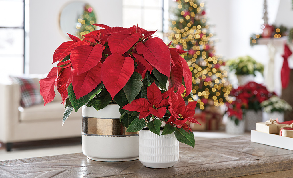 Red poinsettias in a room with a Christmas tree