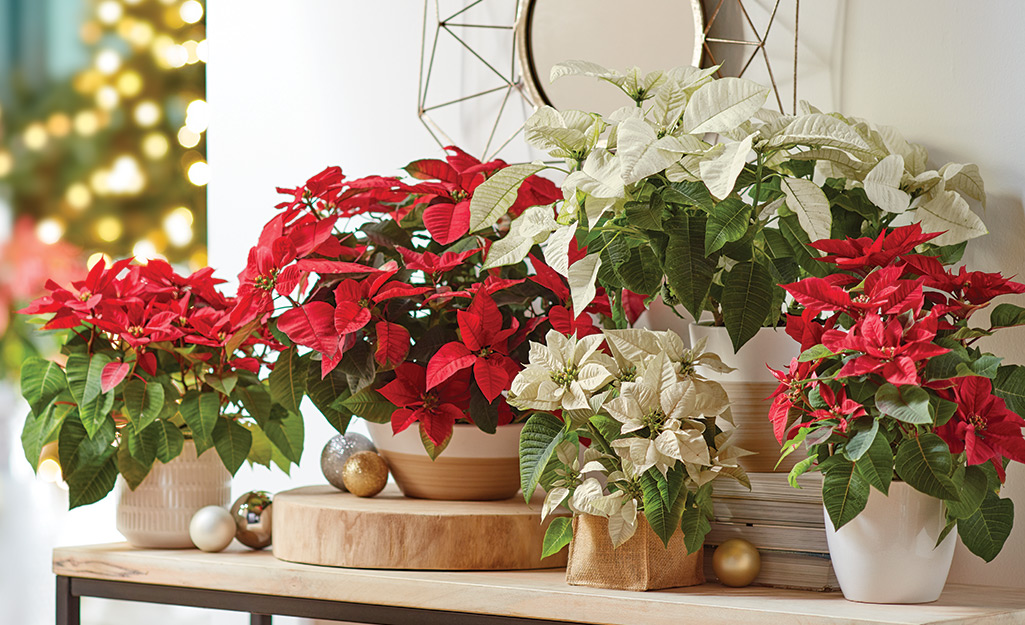 Red and white poinsettias on a table