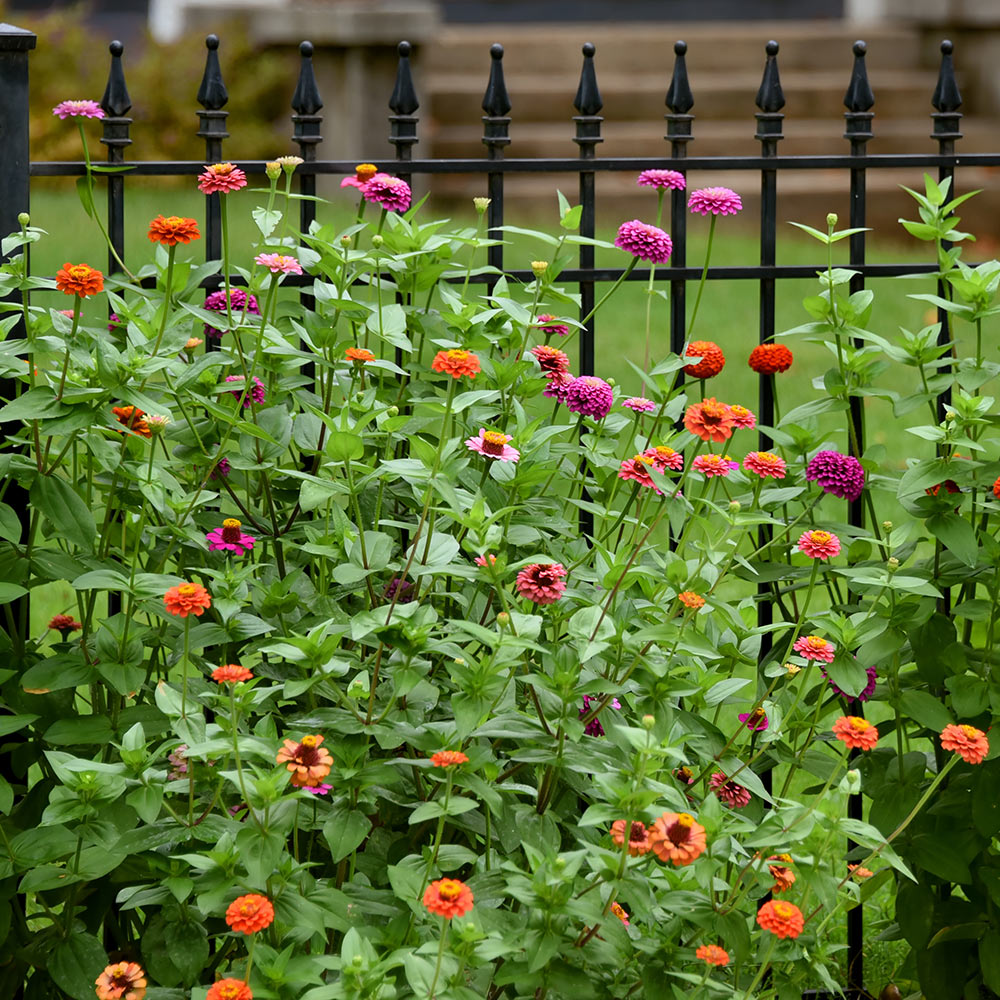 Orange and pink flowers bloom in front of an iron fence.