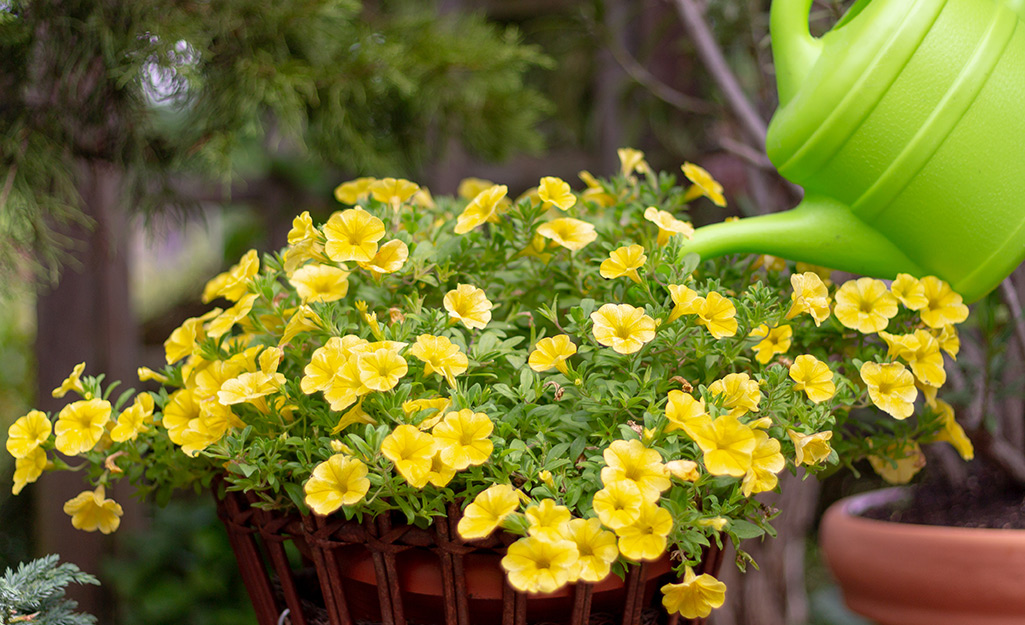 A person uses a watering can to water yellow flowers in a container.