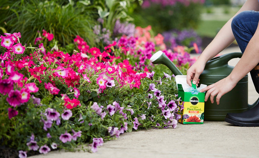 A person adds fertilizer to a flowerbed of pink and purple blooms.