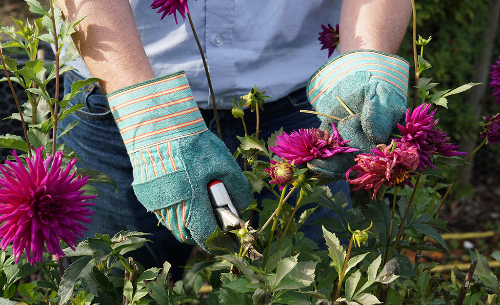 A person kneels in a garden to clip dead blooms from a plant.