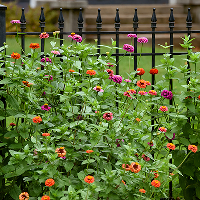 How to Care for Annuals