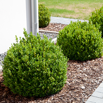 How to Grow and Care for Boxwoods