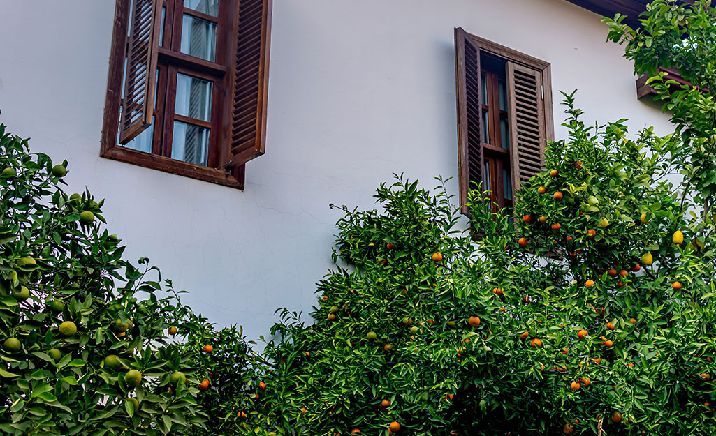 Citrus trees growing next to a house.