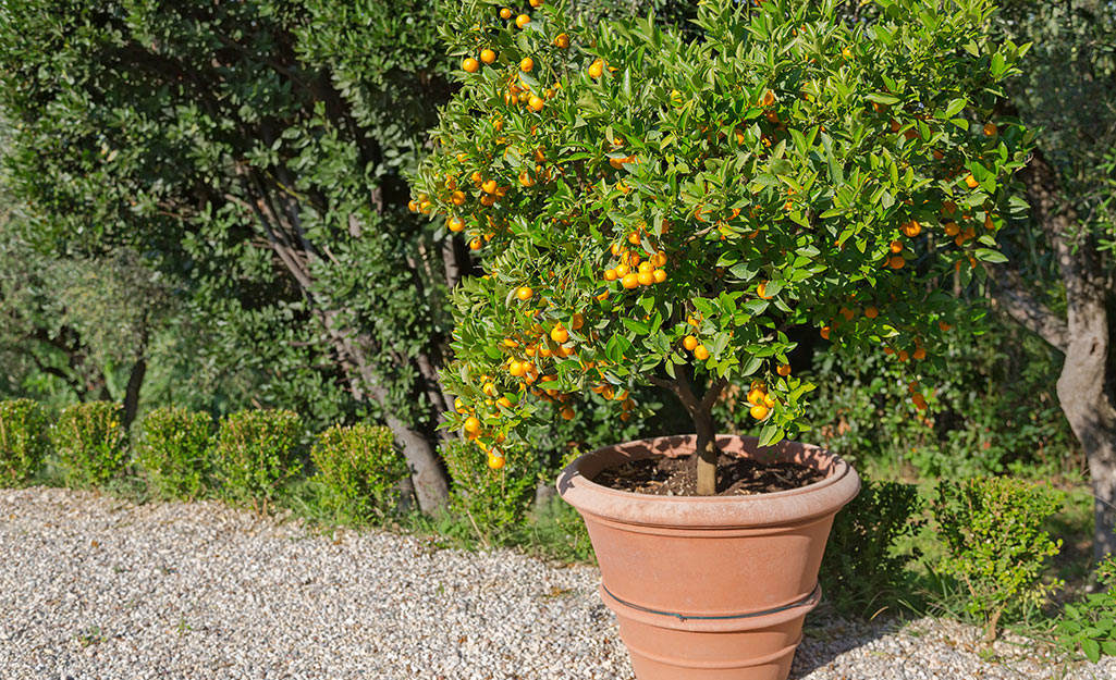 A citrus tree grows in a large clay pot.