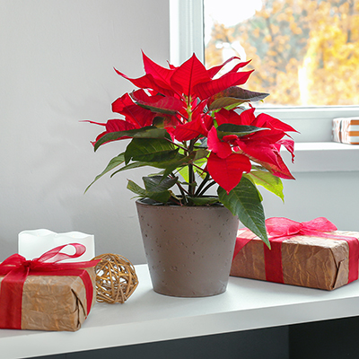 How to Care for a Christmas Cactus - The Home Depot