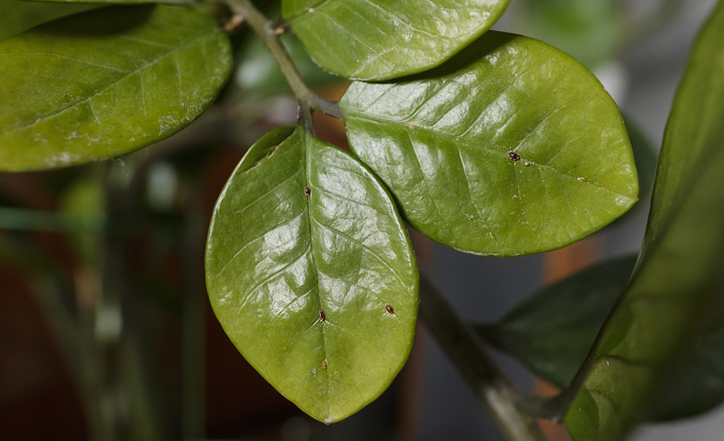 Houseplant leaf with insect damage