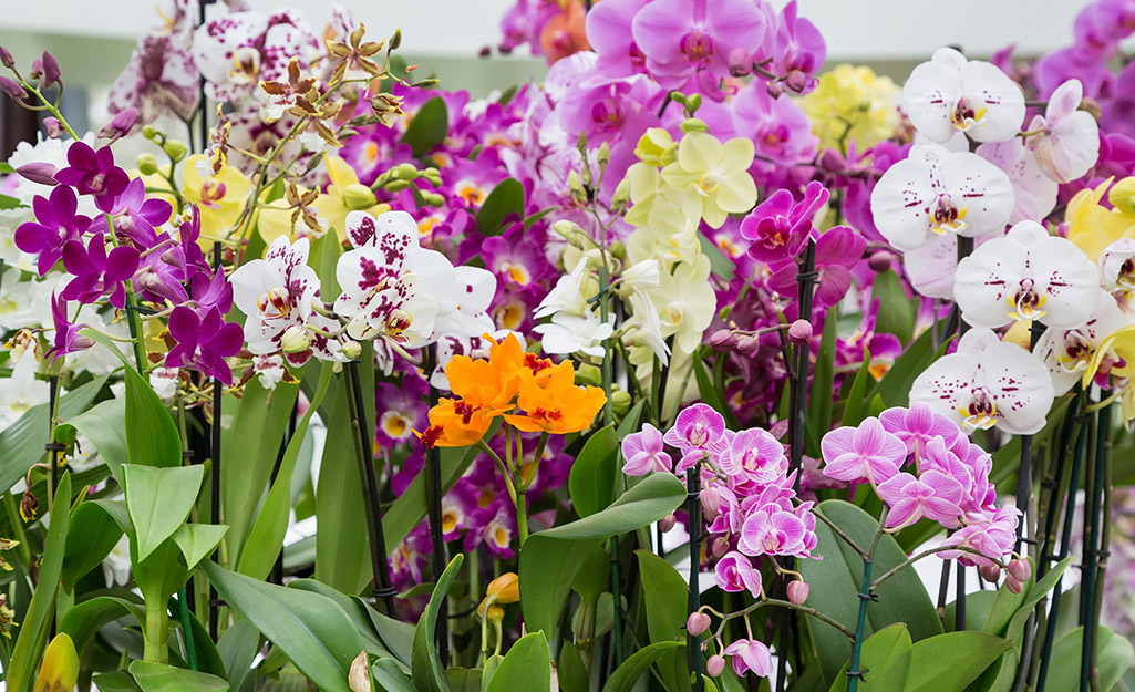 A variety of orchid plants blooming in pink, white and orange colors. 