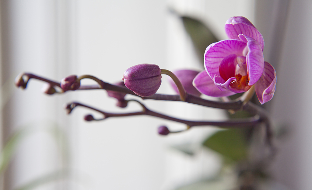 An orchid plant with its final blooms.