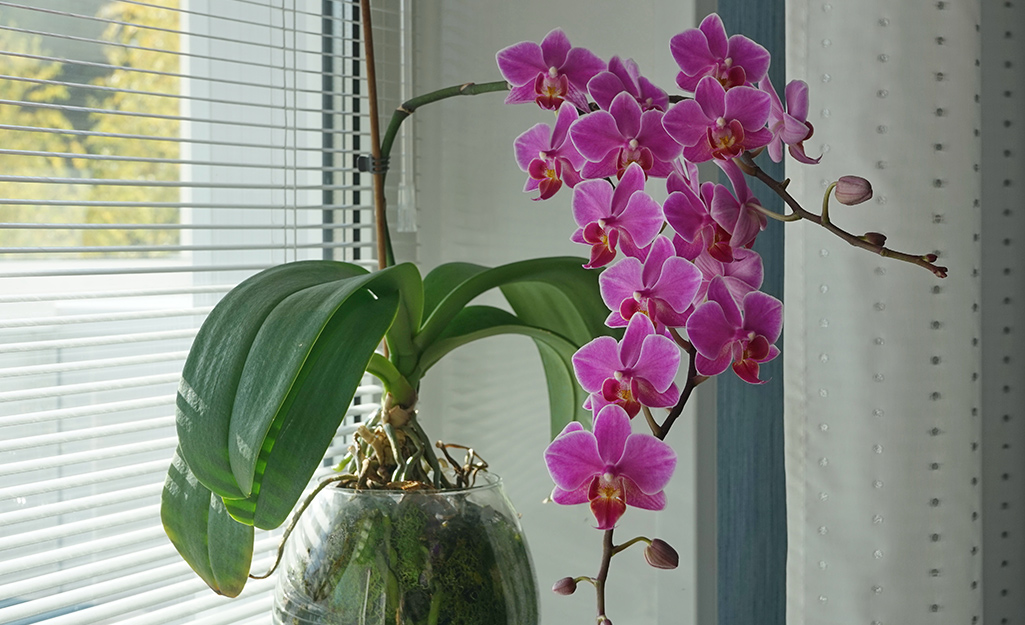 A cascading orchid plant with green leaves and purple flowers. 