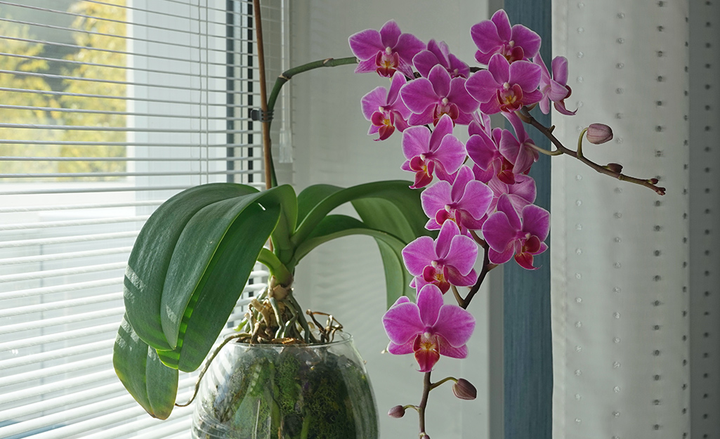 How to Grow and Care for Moth Orchids