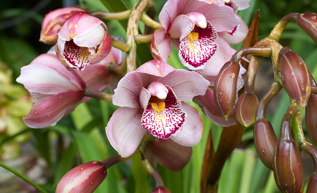 How to Care for Orchids - The Home Depot