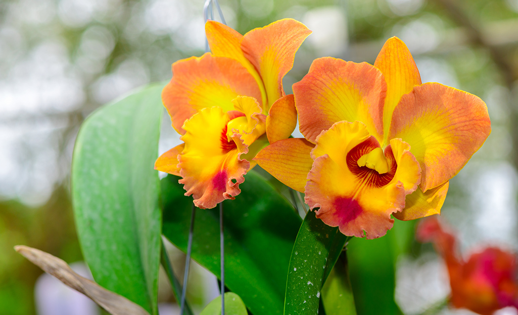An orchid featuring two orange and pink blooms. 