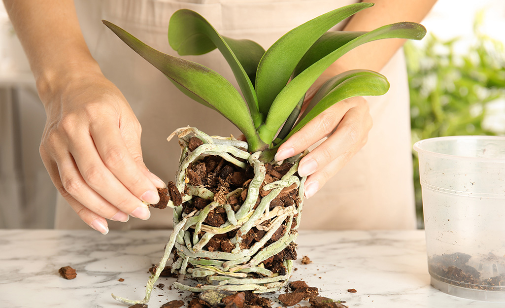 Orchid roots being cleaned.