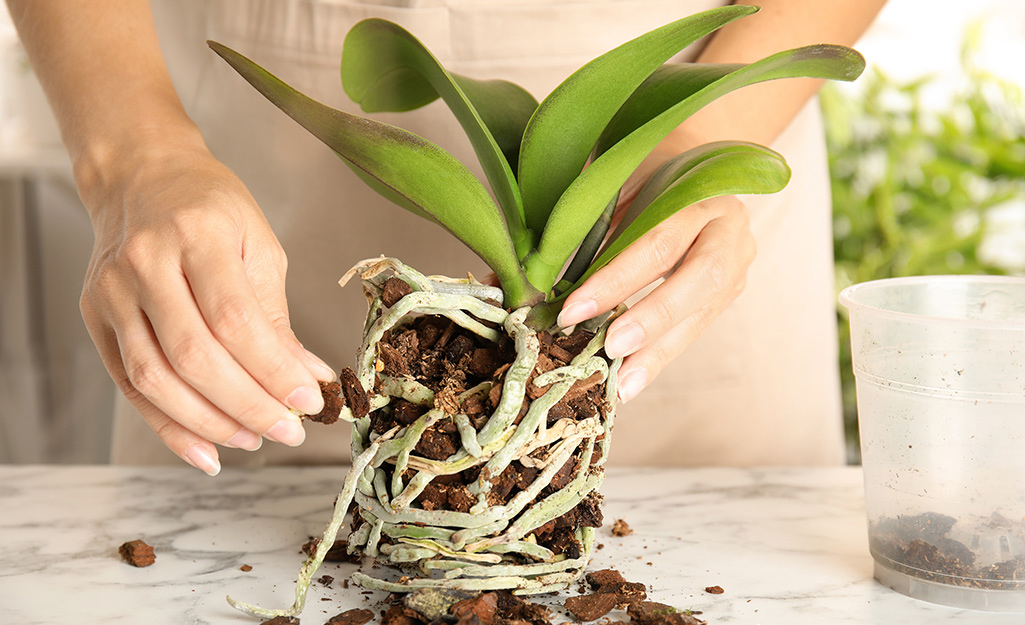 Tips for Growing Orchids - The Home Depot