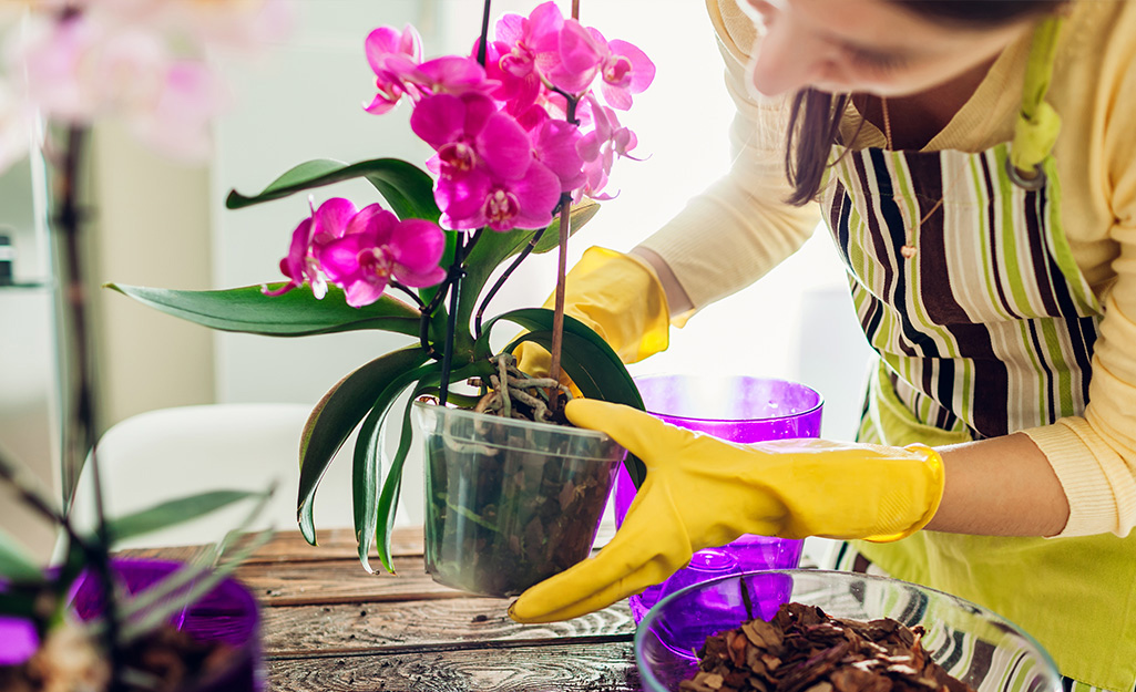 orchid care repotting