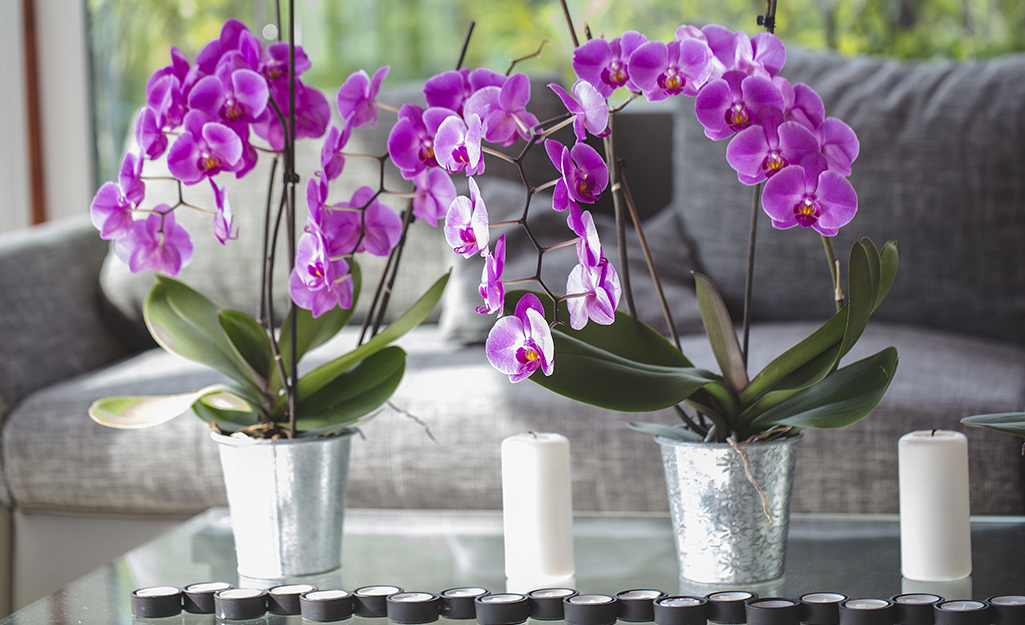 Orchids blooming in silver buckets.
