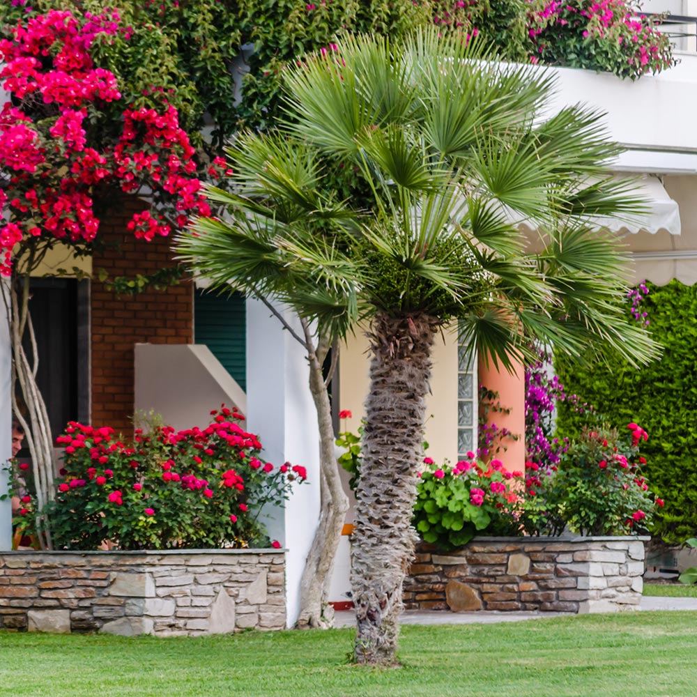 A Spanish-style home with a palm tree in the yard.