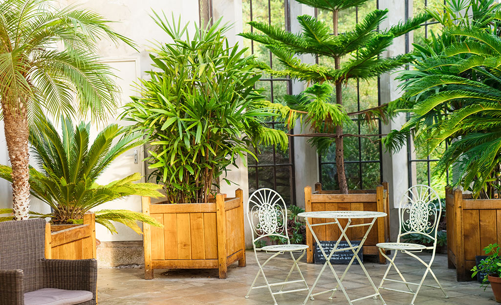 A variety of palm trees in planters.