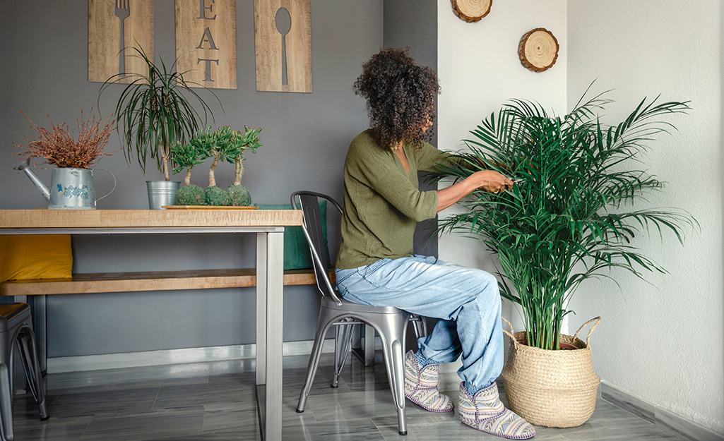 A woman cares for an indoor palm tree.