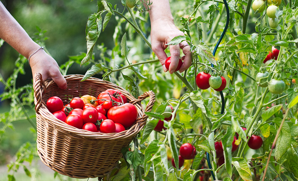 How to Care for Peppers and Tomatoes - The Home Depot