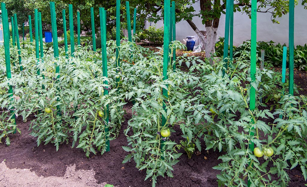 Image of A row of pepper plants and a row of tomato plants in a garden