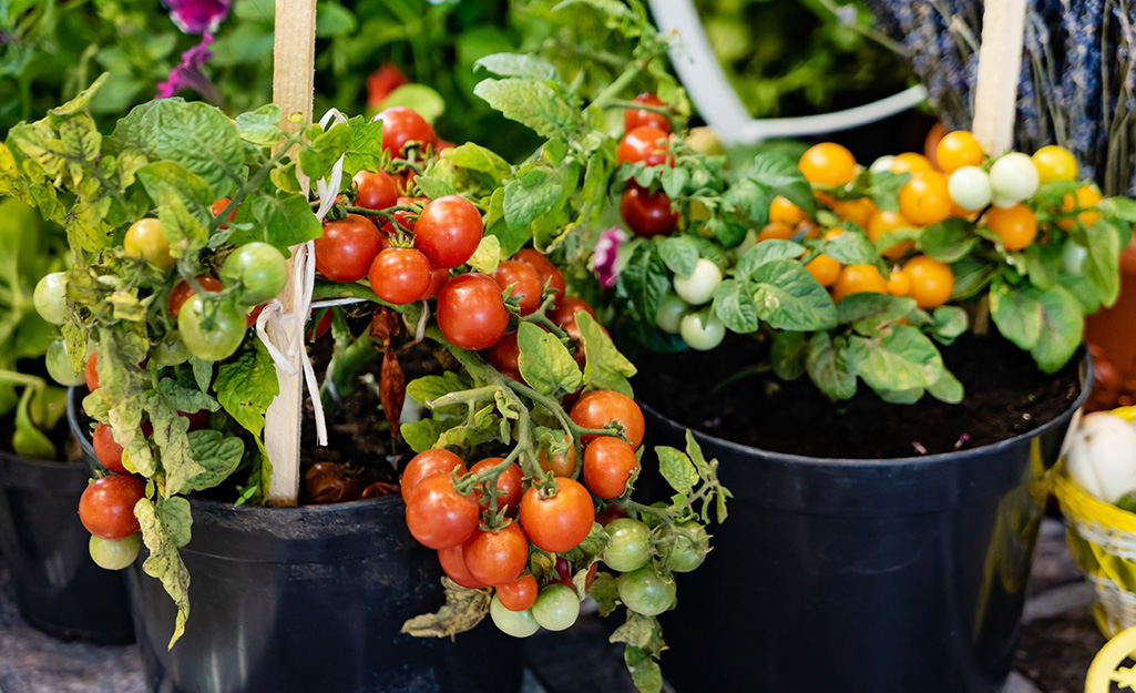 How to Care for Peppers and Tomatoes - The Home Depot