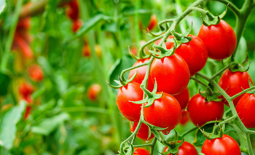 Ripe tomatoes in the garden Ripe tomatoes in the garden