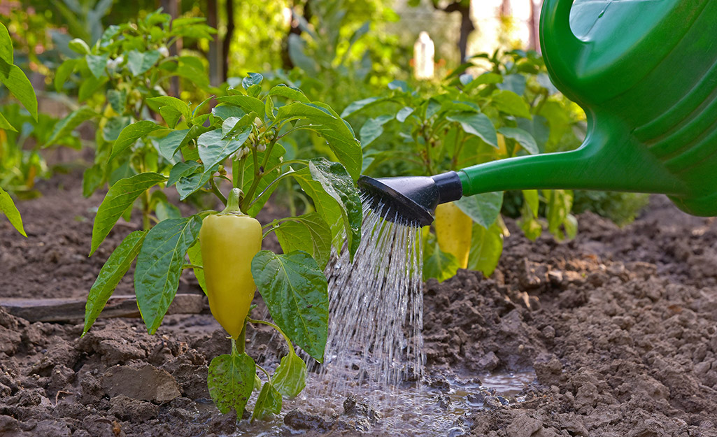 Watering can waters peppers in the garden Watering can waters peppers in the garden