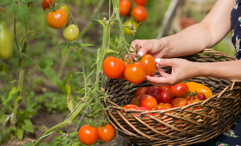 Gardener harvesting tomatoes Gardener harvesting tomatoes