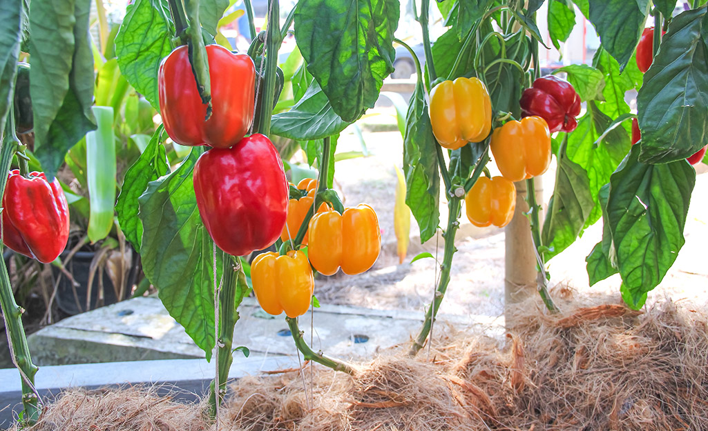 Red and yellow peppers in the garden Red and yellow peppers in the garden