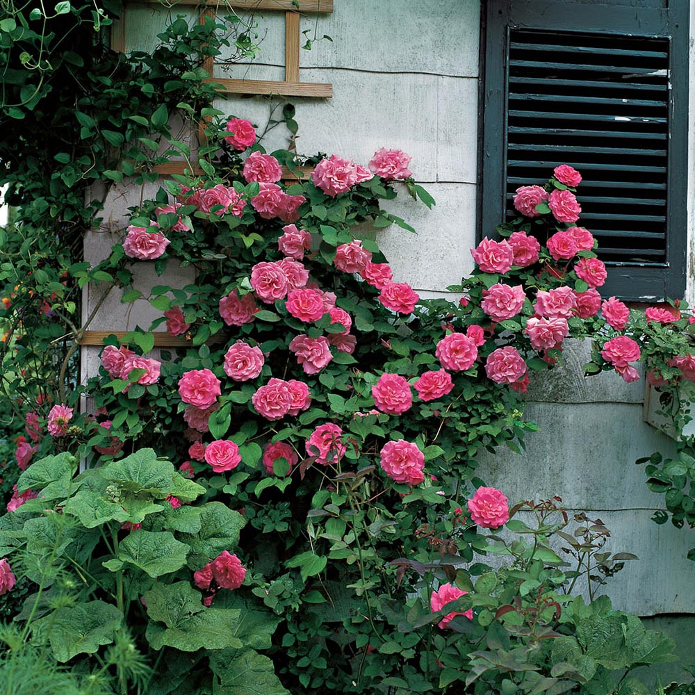 Pink roses climbing on a trellis