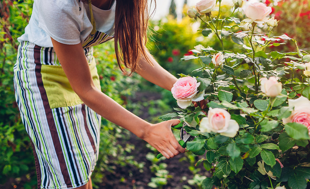 Gardener caring for shrub roses