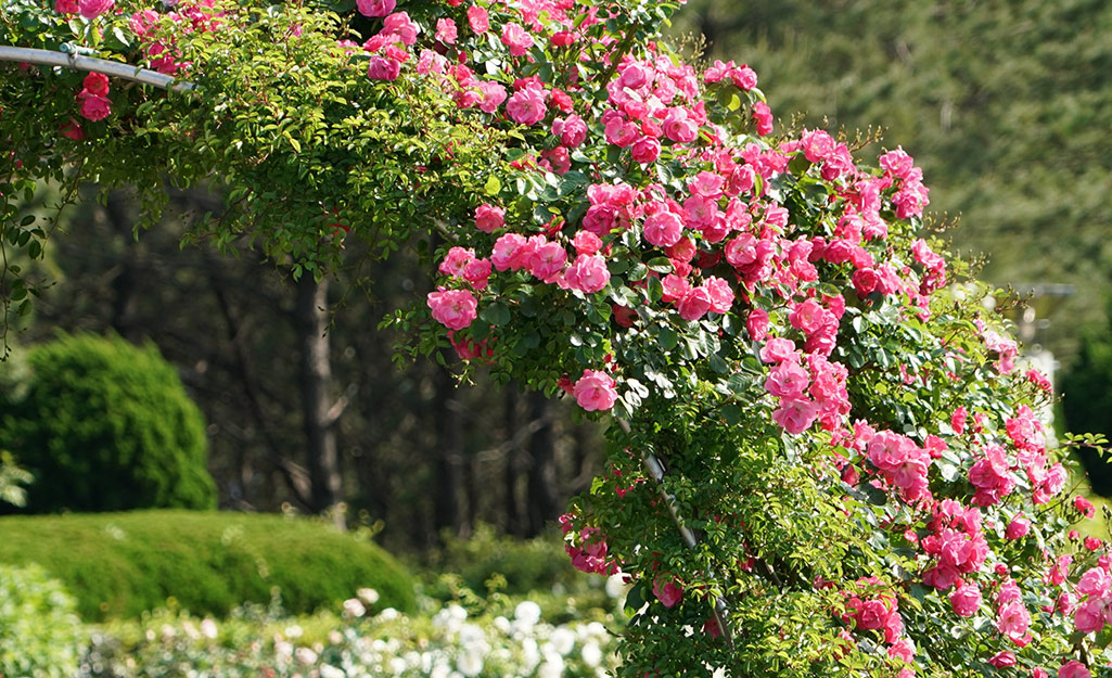 Pink roses climbing on a trellis