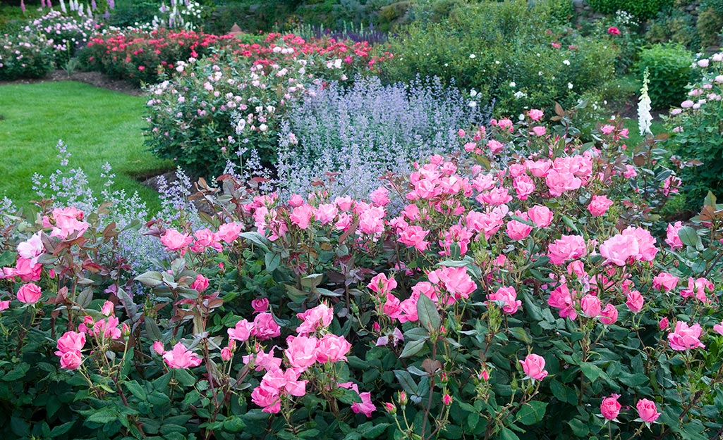 Pink shrub roses in a garden