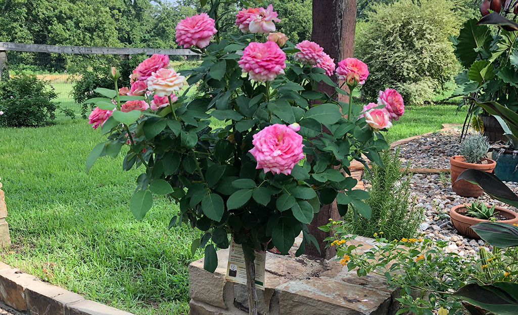 Pink rose tree form
