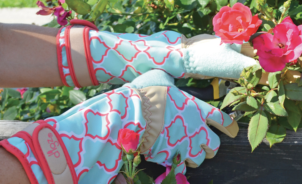 Gardener wearing rose gloves prunes pink roses