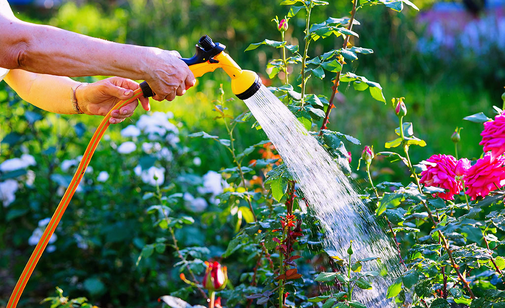 A person waters roses with a hose.