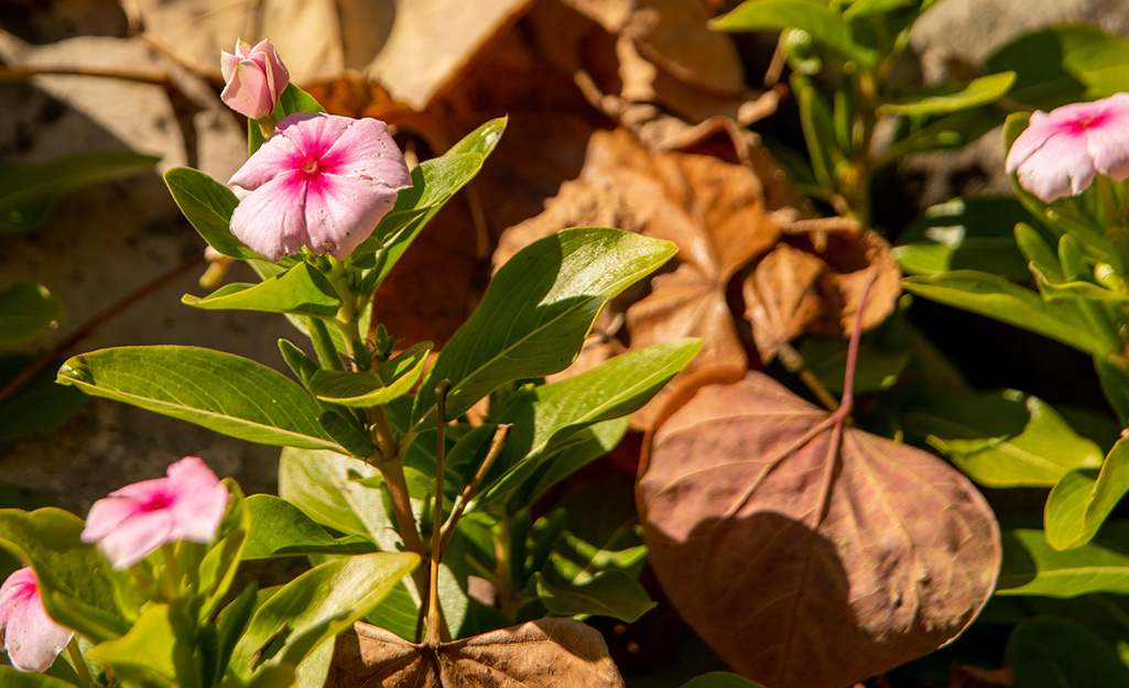 Your Guide to Caring for Your Roses in the Summer