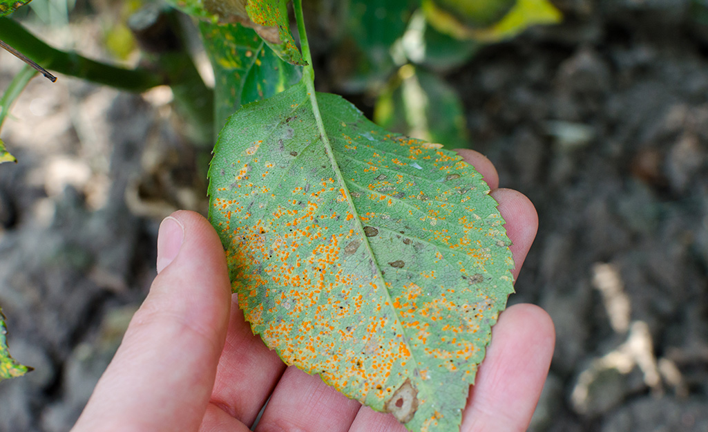 A person holds a diseased leaf of a rose bush.