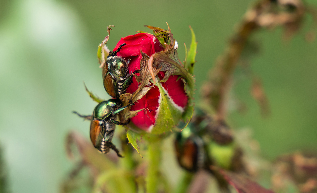 Japanese beetles climb a red rose.