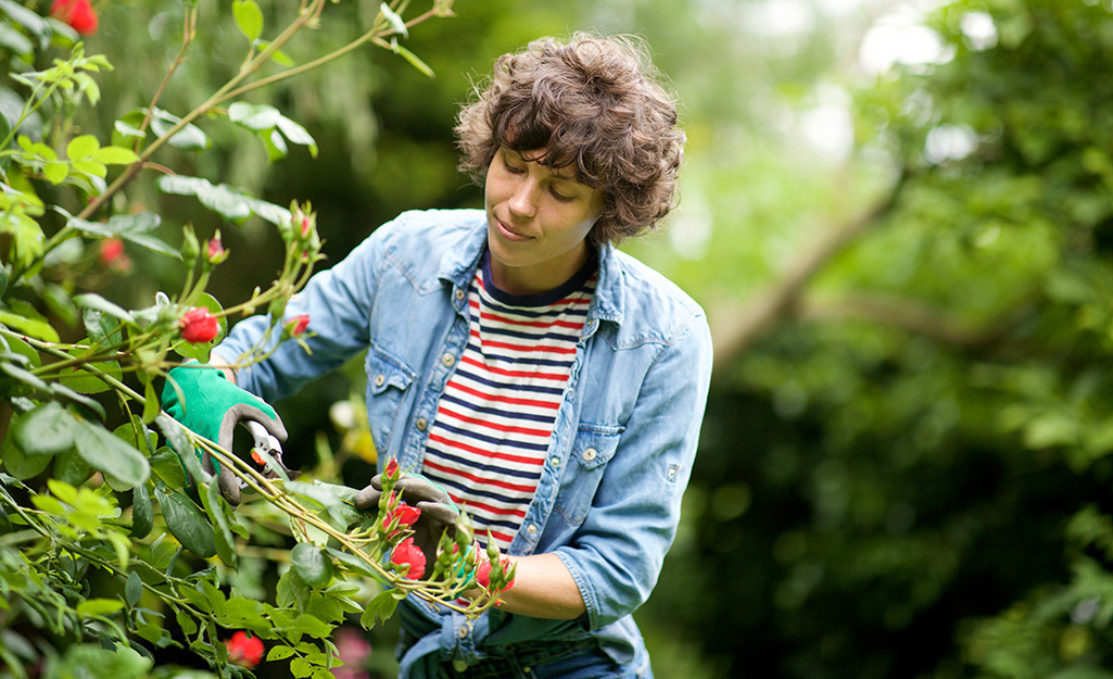 A woman prunes a rose bush.