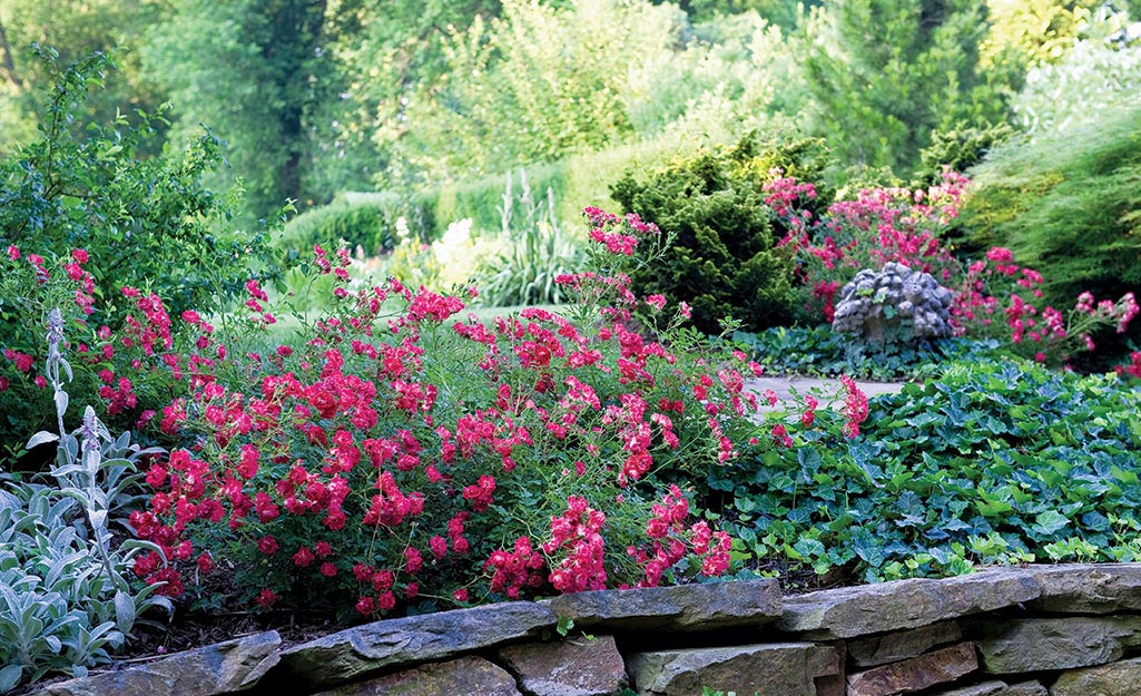 Rose grow next to a garden wall of stacked stone.