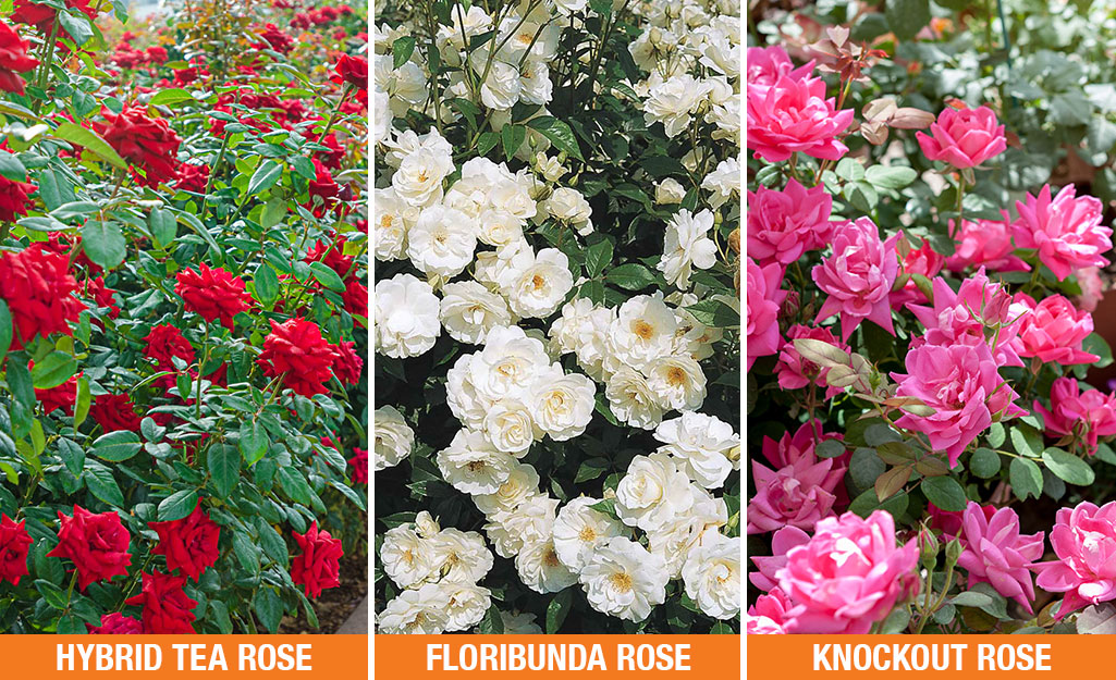 How To Care For Roses The Home Depot