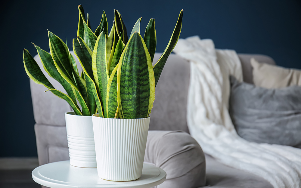 Snake plants sitting in white planters