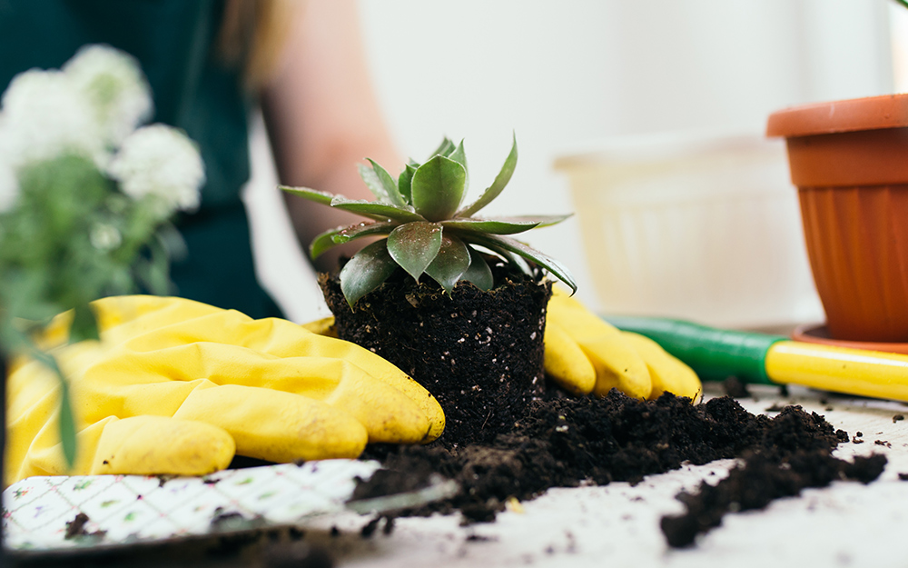 Person wearing yellow rubber gloves repotting a succulent