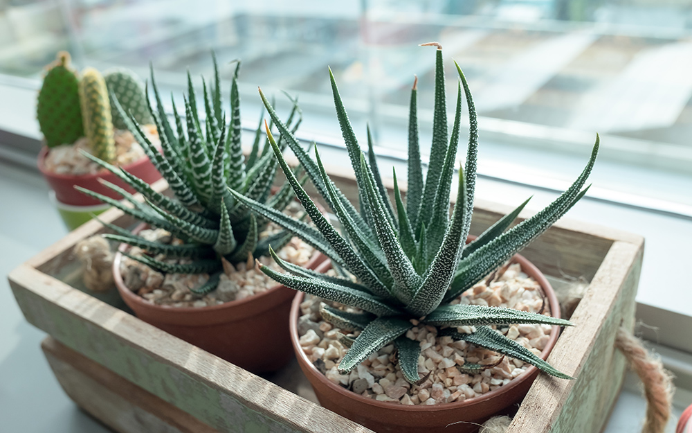 Succulents in pots in a wooden planter