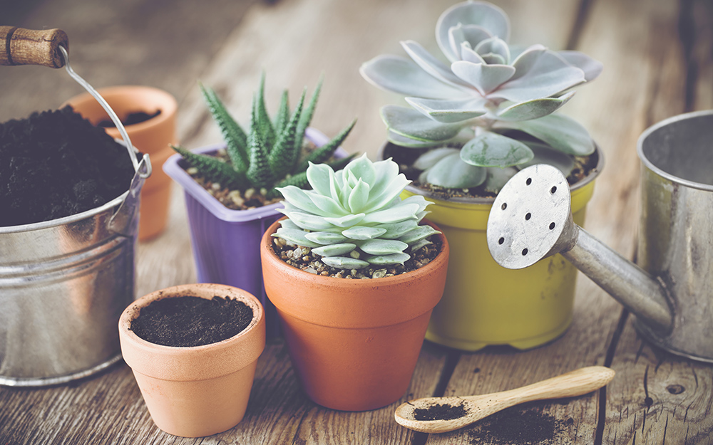 collection of different potted succulents collection of different potted succulents
