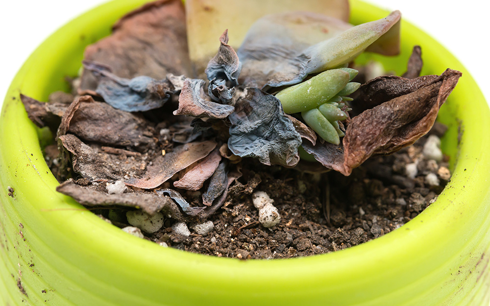 Succulent with rotting and dead leaves
